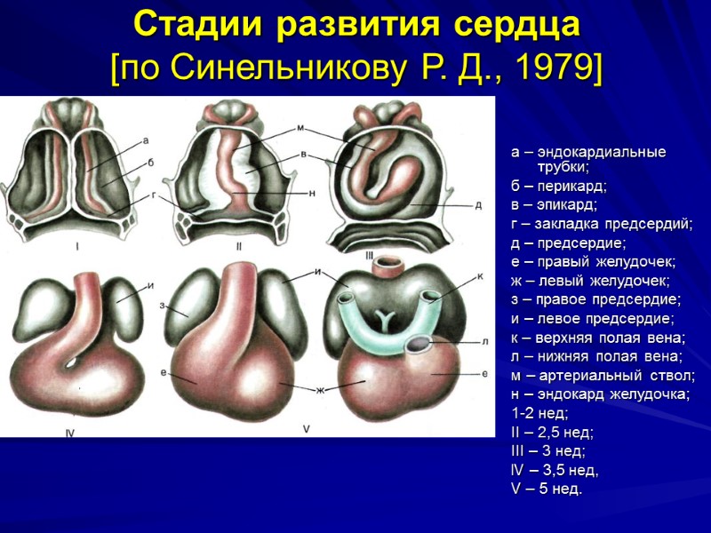 Стадии развития сердца  [по Синельникову Р. Д., 1979] а – эндокардиальные трубки; б